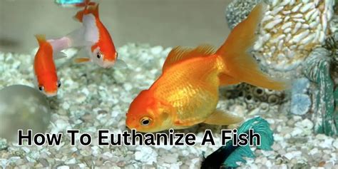 how to humanely kill a fish|How To Euthanize A Fish .